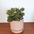 Fittonia planted in Oslo ceramic planter